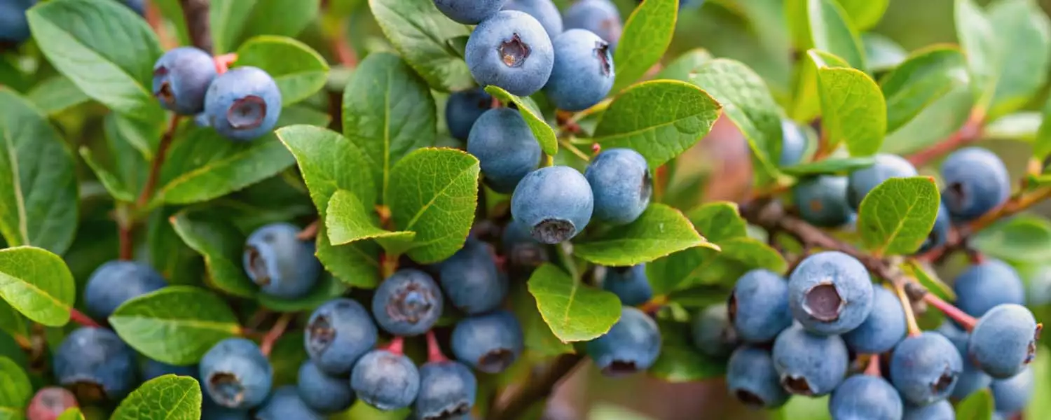 "I MANGIATUTTO" - Blueberries in syrup